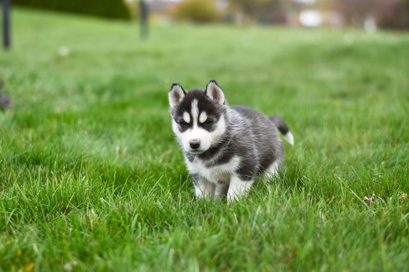 Puppy biting is common with these 11 dog breeds - but good habits start early 9 Siberian Husky