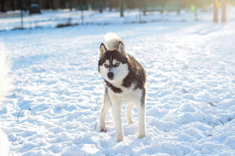 10 dog breeds most commonly returned to shelters - and why it happens 2 Siberian Husky