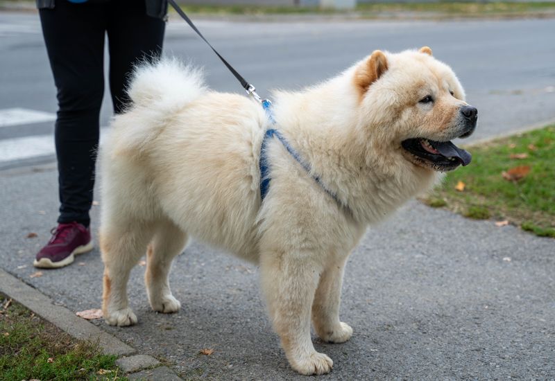 You call it freezing - These dogs may call it perfect walking weather 10 Chow Chow