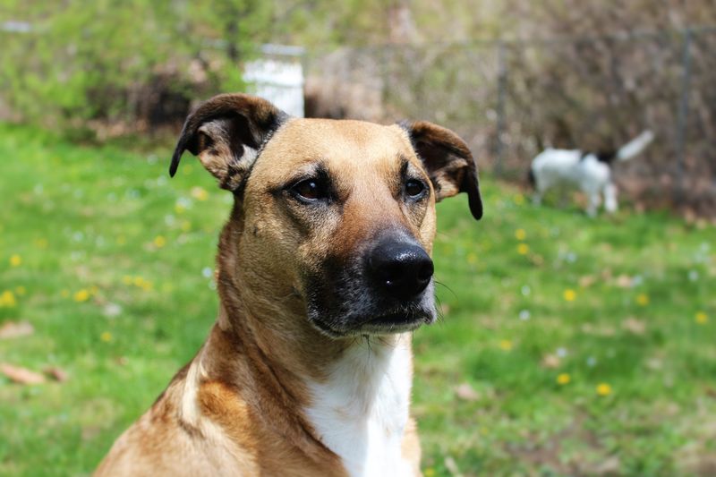 These 13 dogs constantly get mistaken for Pit Bulls - but they're something else entirely 11 Black Mouth Cur