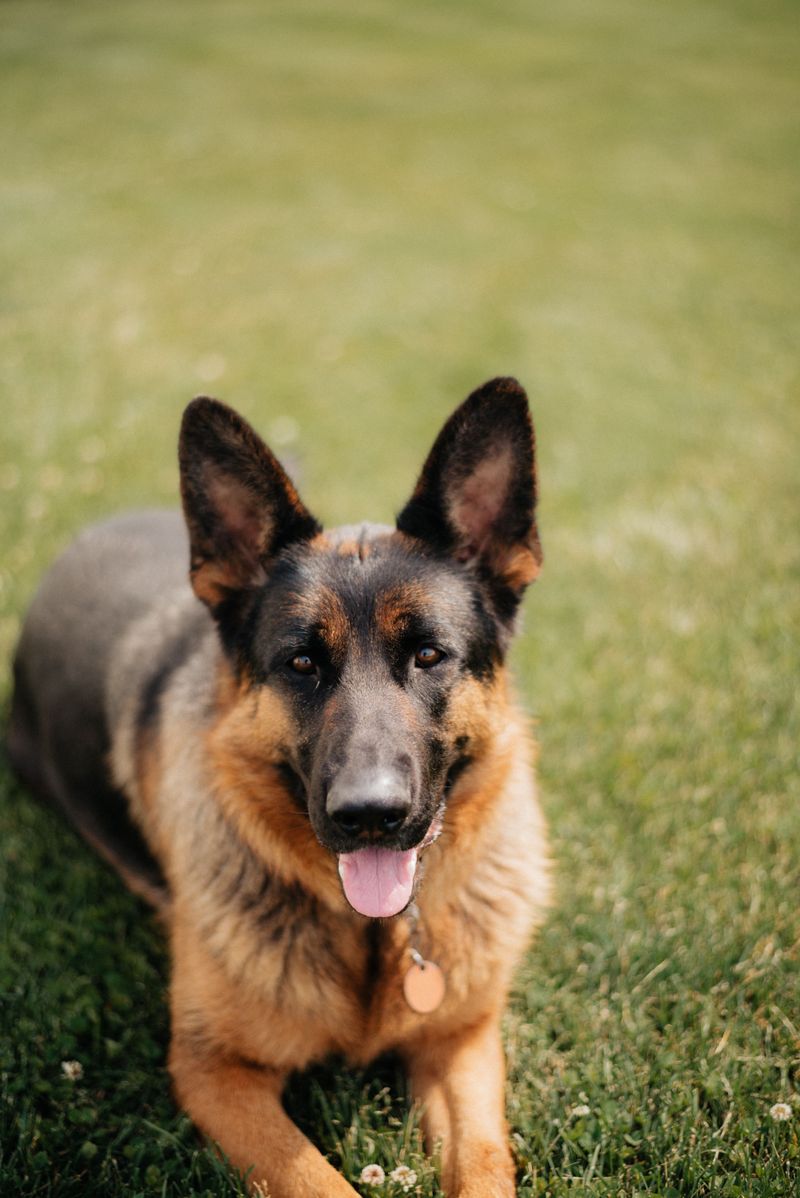 Choosing the right diet matters even more for these sensitive dog breeds 3 German Shepherd