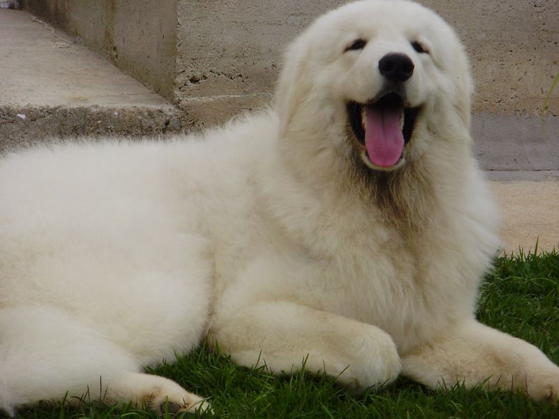 13 dogs that make you feel protected without ever acting out of control 13 Kuvasz