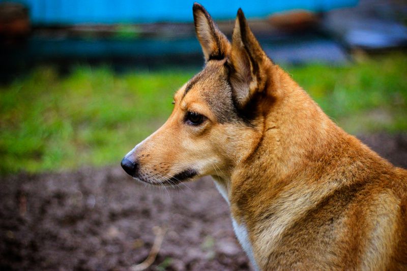 Carolina Dog