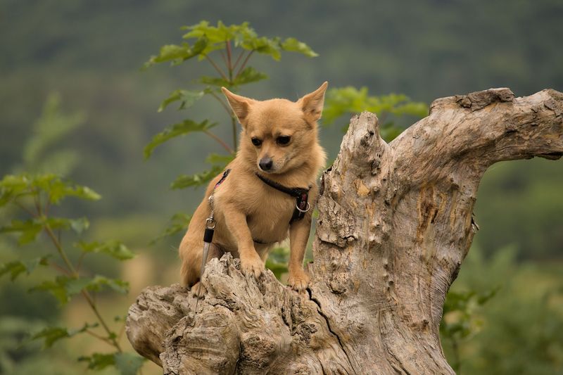 12 dog breeds that can make you reconsider how much your everyday behavior influences your pet 7 Chihuahua