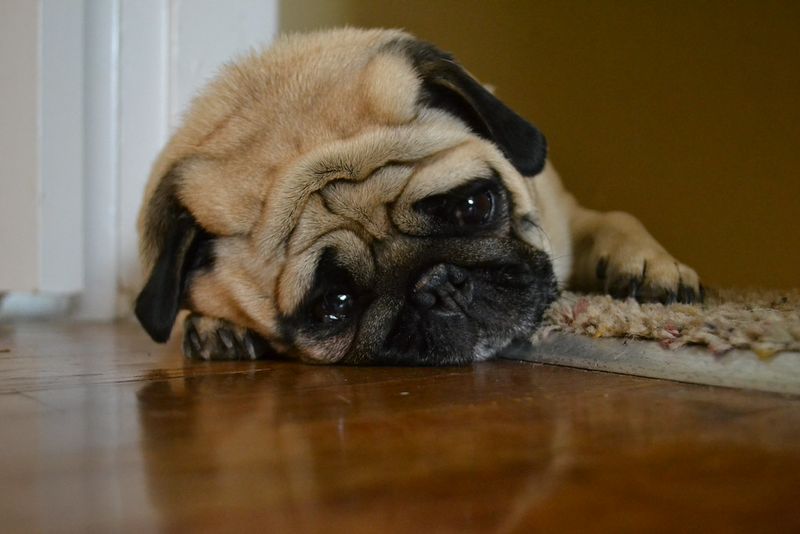 Count how many rooms you can enter alone after bringing home one of these dogs 8 Pug