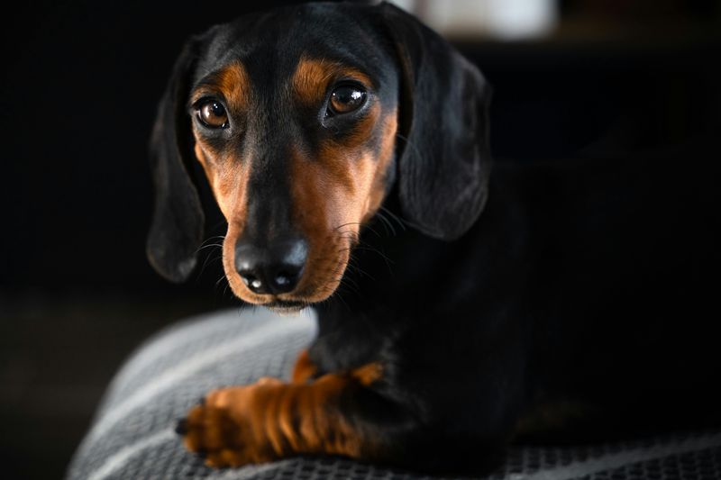 Dachshund