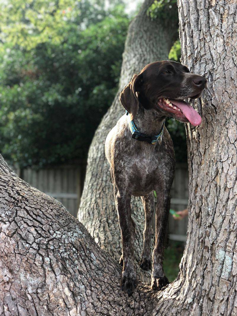 The dog may look perfect - But the daily workload can become exhausting fast 11 German Shorthaired Pointer