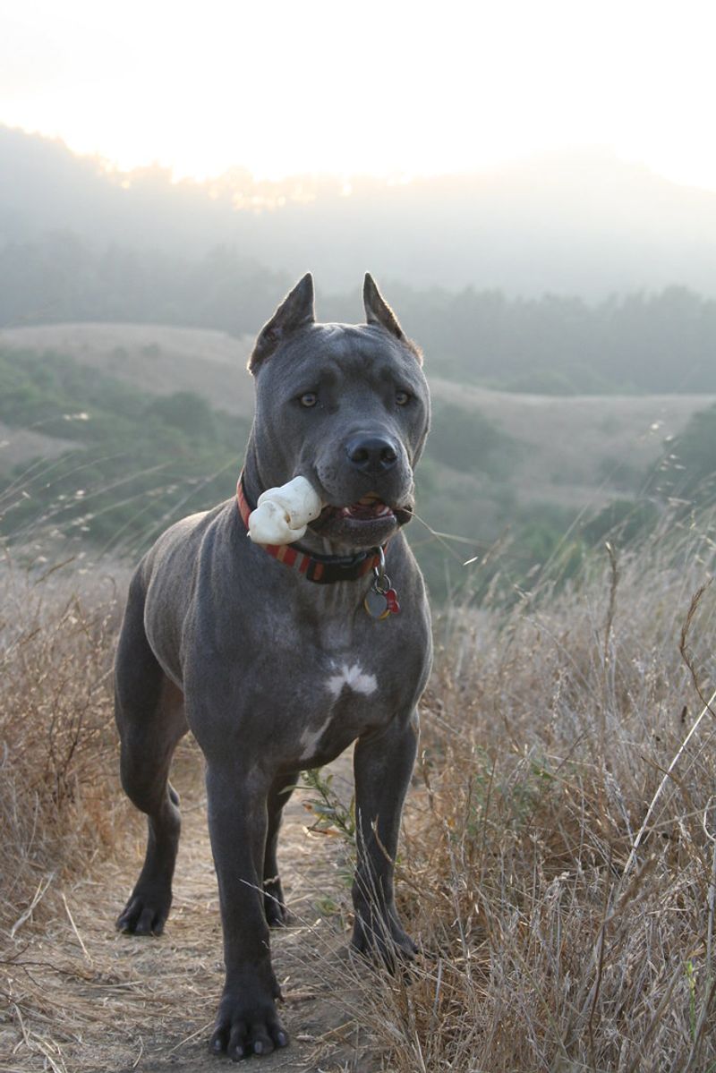 Big dogs can mean big responsibilities - these breeds require owners who know exactly what they're taking on 6 Cane Corso