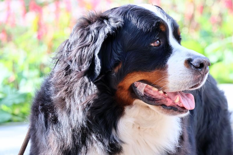 Bernese Mountain Dog