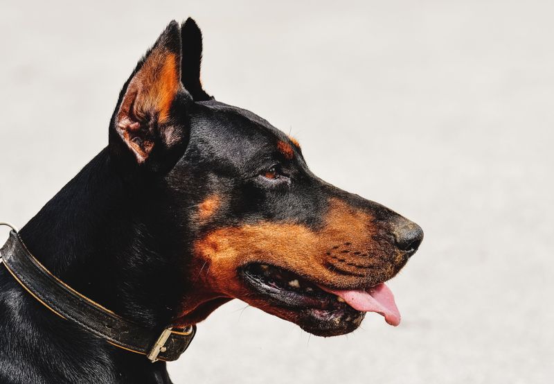 These 10 dog breeds don't bond with everyone - but when they do, it's extraordinary 6 Doberman Pinscher