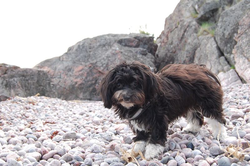 Some dog breeds don't hide what they're feeling - and owners appreciate them for it 4 Havanese