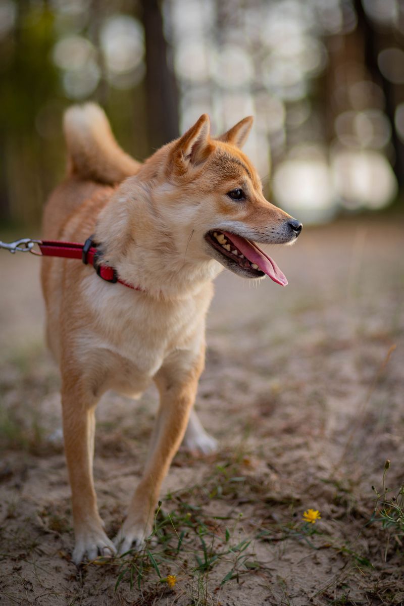 These dog breeds often become exceptional learners once owners stop rushing the process 3 Shiba Inu