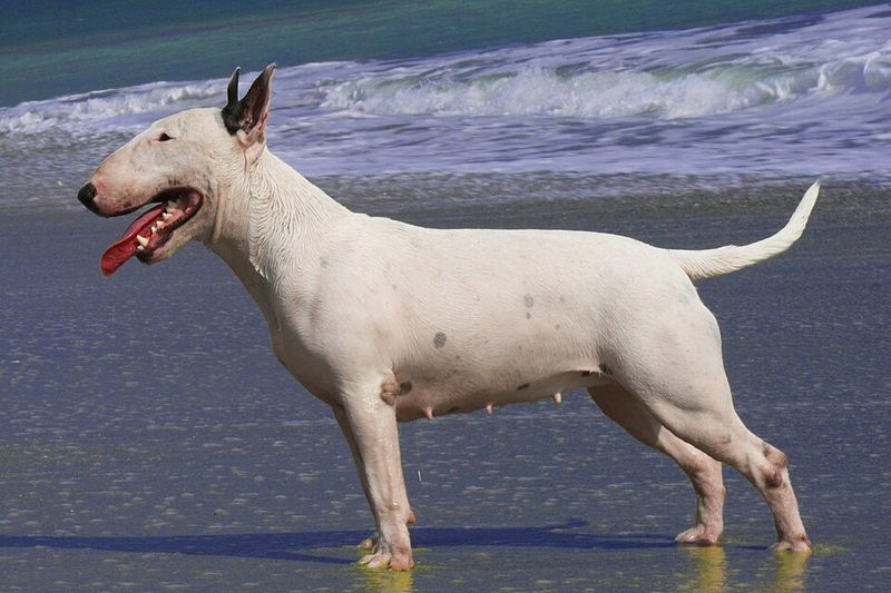 10 dog breeds so weird-looking most people assume they’re fake at first glance 8 Bull Terrier