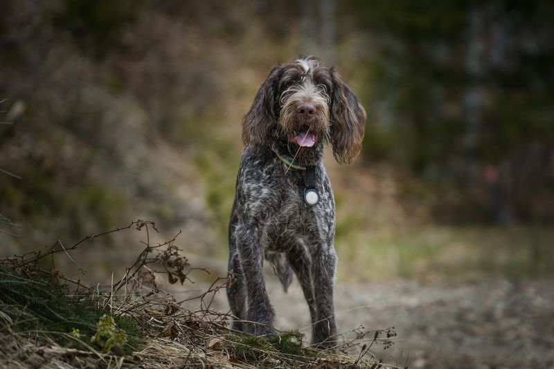 Spinone Italiano