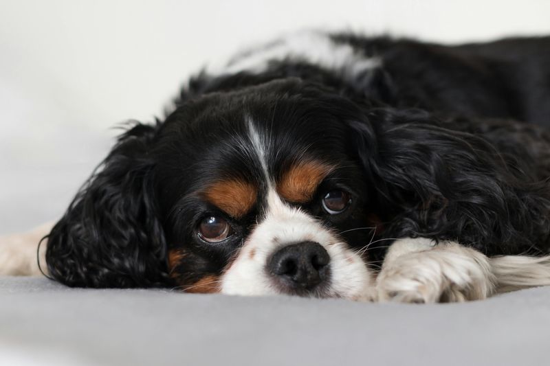 11 loving dogs that treat staying close to you as their favorite thing in life 5 Cavalier King Charles Spaniel