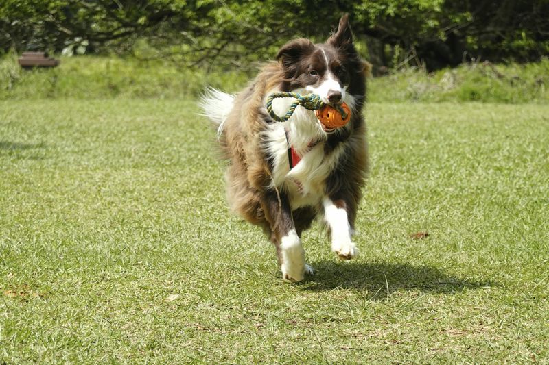 Choose the wrong energy level and your dog's morning routine may become your new fitness program 3 Border Collie