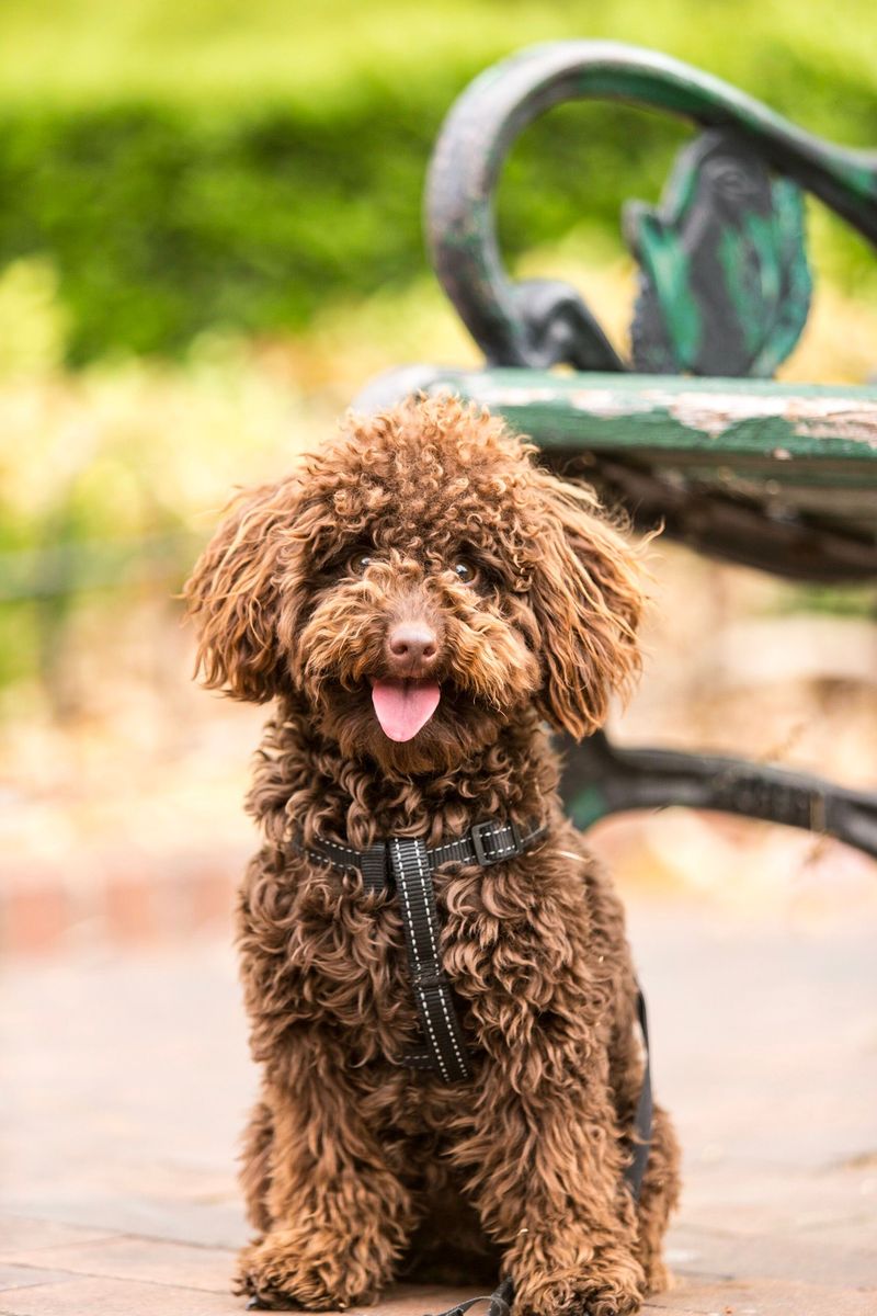 A dog may be perfect today - These breeds also make sense when you think years ahead 4 Miniature Poodle - brainy, tidy, adaptable