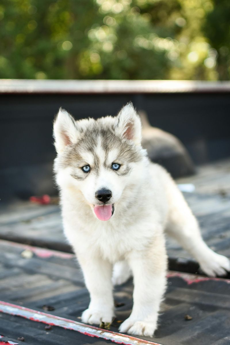 Pomsky