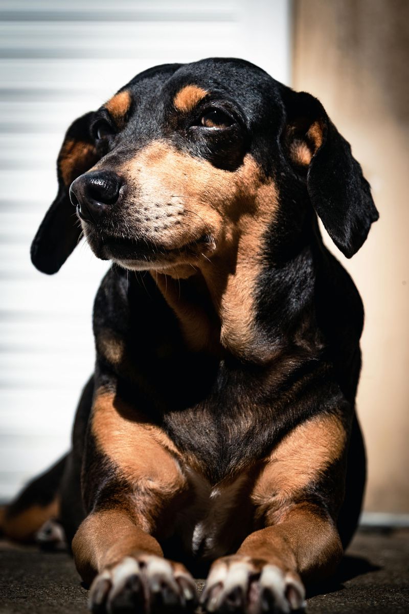 15 Dog Breeds That Look Amazing in Holiday Photos 14 Dachshund