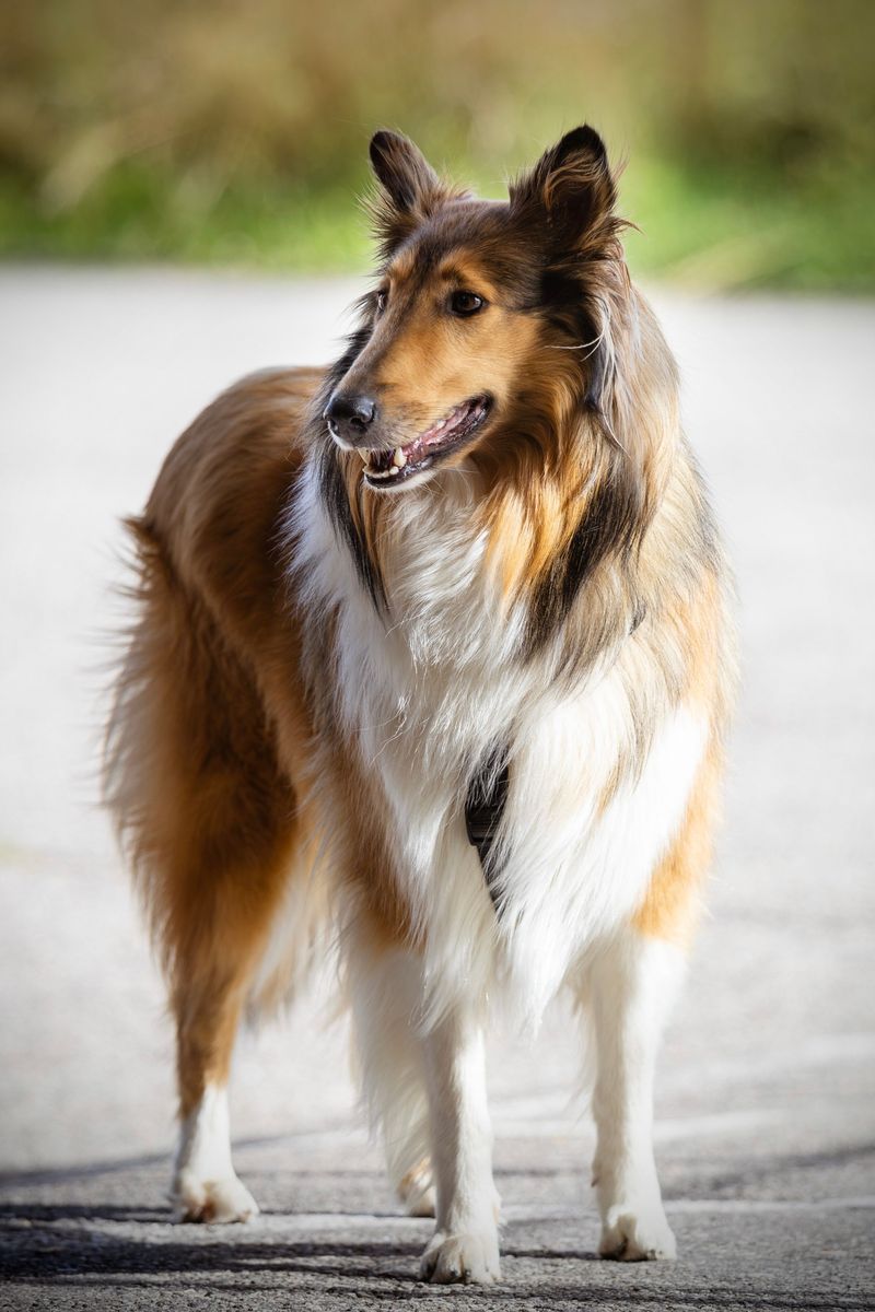 Popularity and satisfaction don't always go together - and these 11 dog breeds prove it 9 Rough Collie