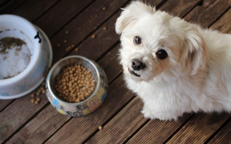 11 Changes Vets Say You Should Never Ignore in Your Dog 2 Sudden Loss of Appetite