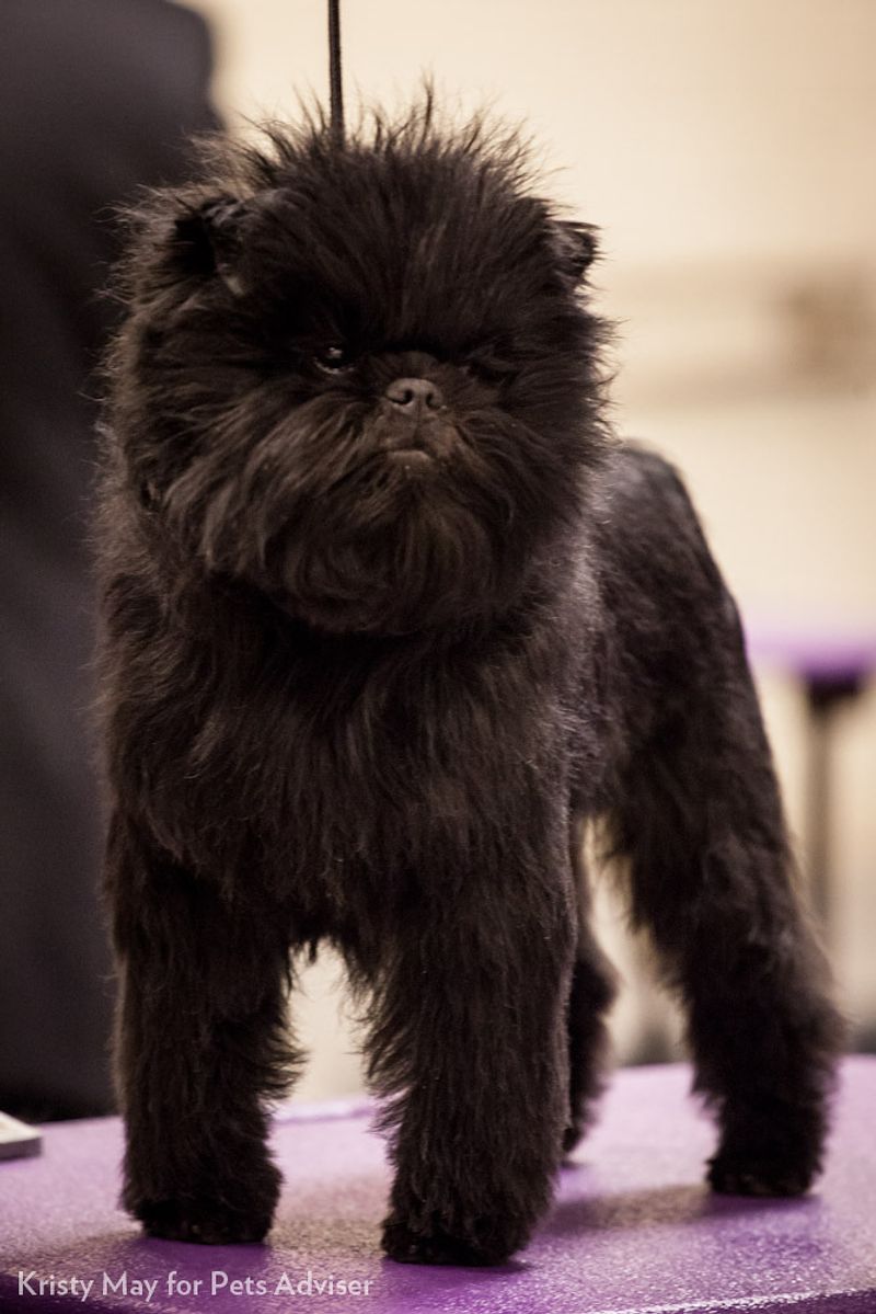 11 ugly dog breeds people end up loving more than expected 8 Affenpinscher