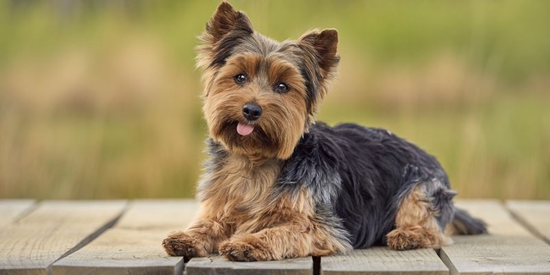 Yorkshire Terrier