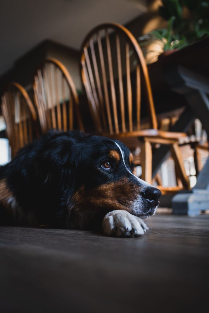 Looking for a companion with a built-in off switch? These breeds stand out 7 Bernese Mountain Dog