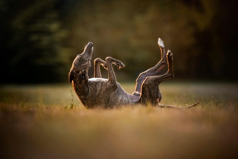 These 10 brindle dogs combine striking looks with unforgettable personalities 4 Greyhound
