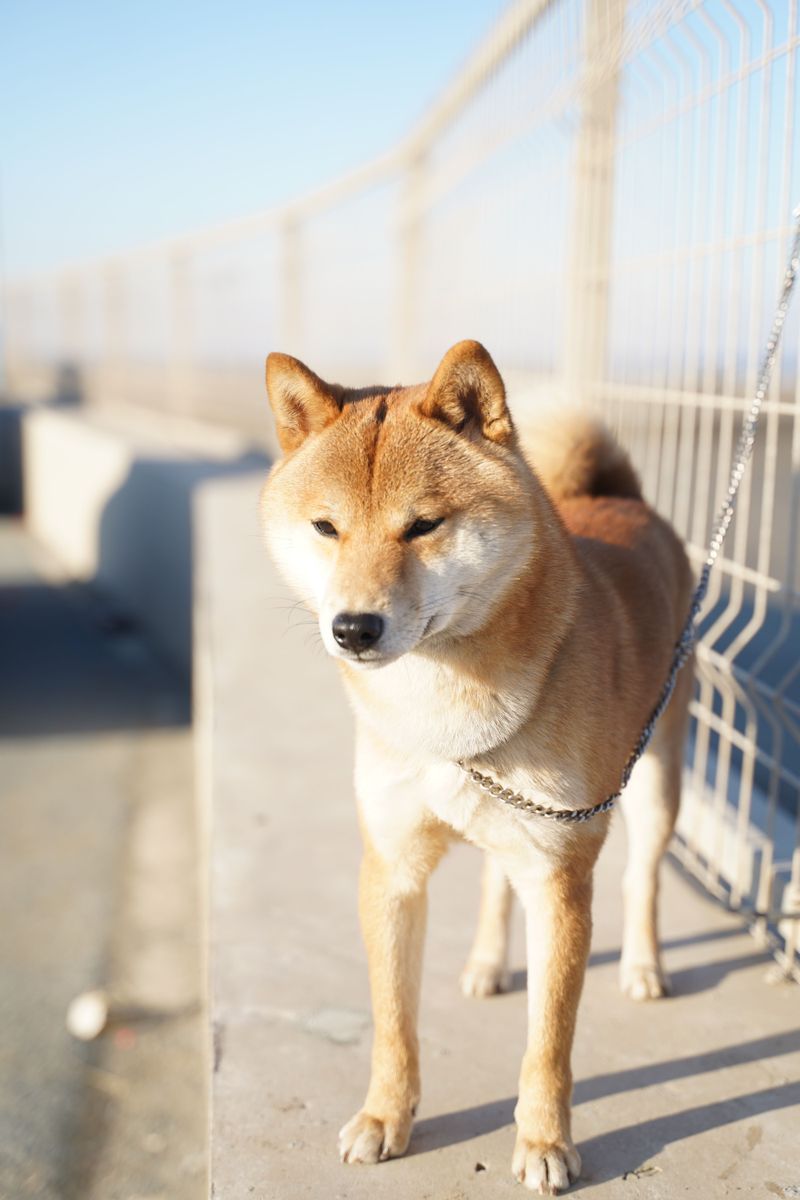Think previous dogs prepared you for anything? These breeds may find the gaps in your experience 6 Shiba Inu - a fox-faced minimalist with big boundaries