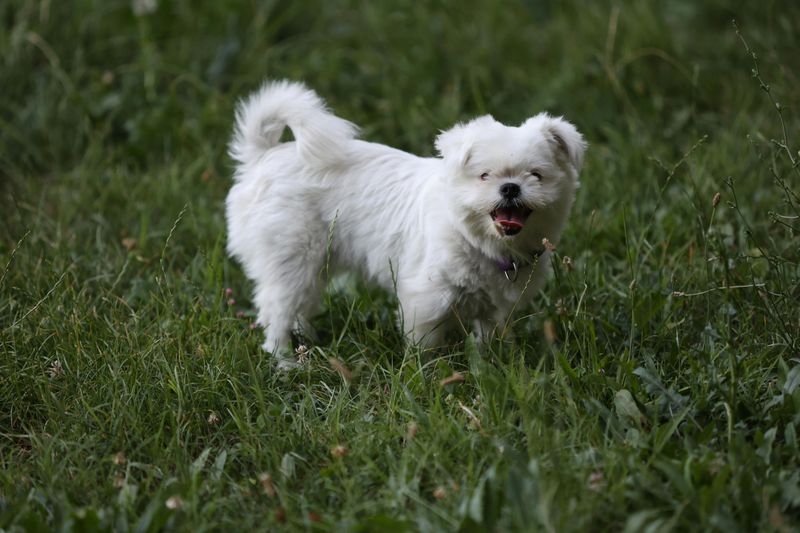 15 Affectionate Dog Breeds That Always Want to Be Near You 7 Maltese