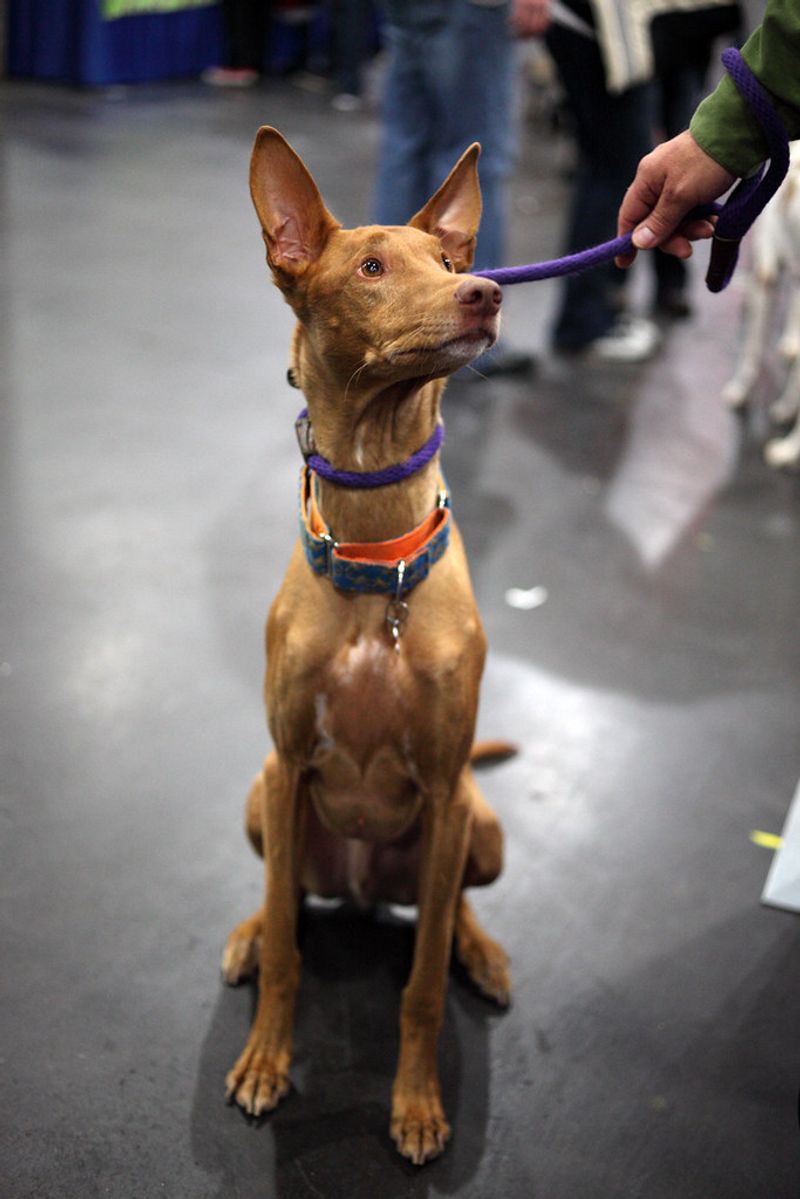 Pharaoh Hound