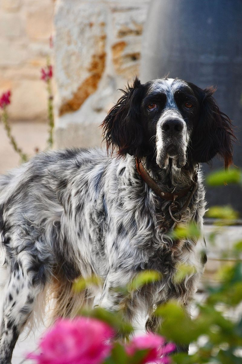 Looking for a companion with a built-in off switch? These breeds stand out 10 English Setter