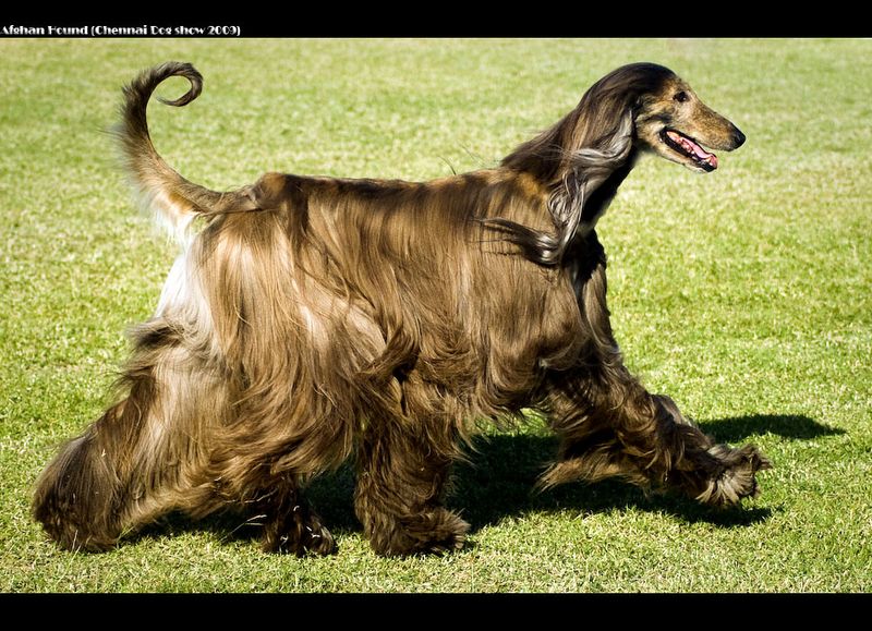 Afghan Hound