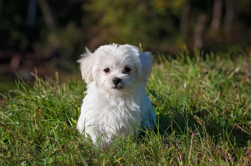 Count how many rooms you can enter alone after bringing home one of these dogs 13 Havanese