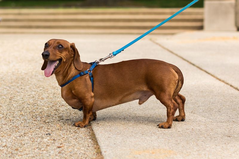 13 adorable dog breeds people underestimate until control becomes a real problem 3 Dachshund