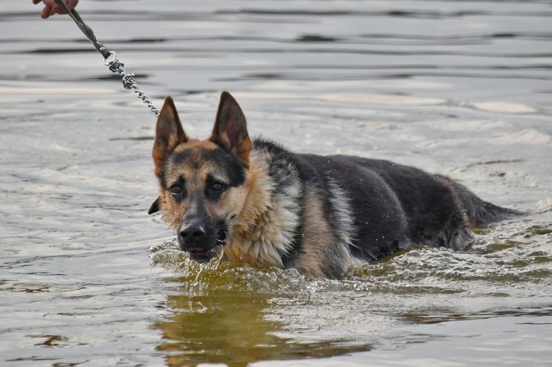 16 breeds that get weirdly competitive over toys 10 German Shepherd Dog
