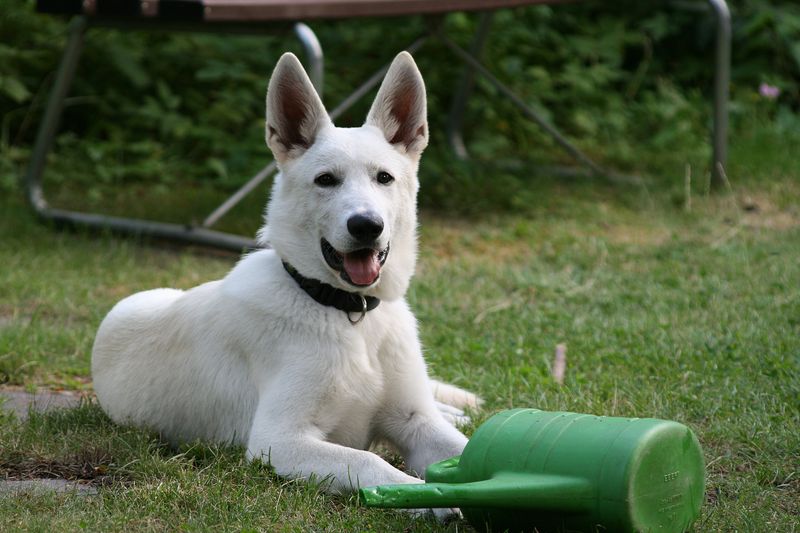 Canaan Dog