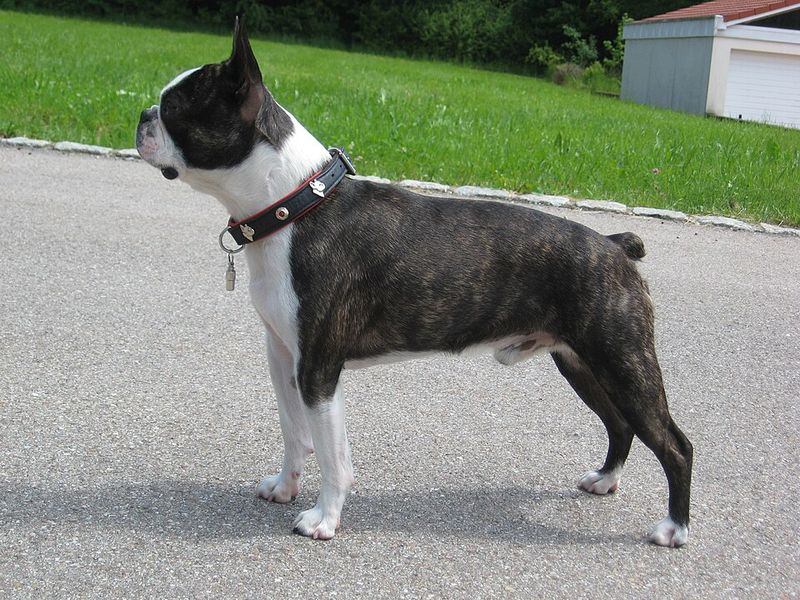 If everyone at home shares dog duties, these dog breeds may be an ideal match 7 Boston Terrier