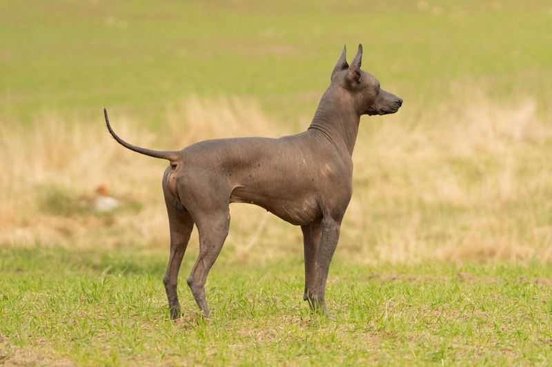 Xoloitzcuintli: An Ancient Silhouette With Almost No Fur