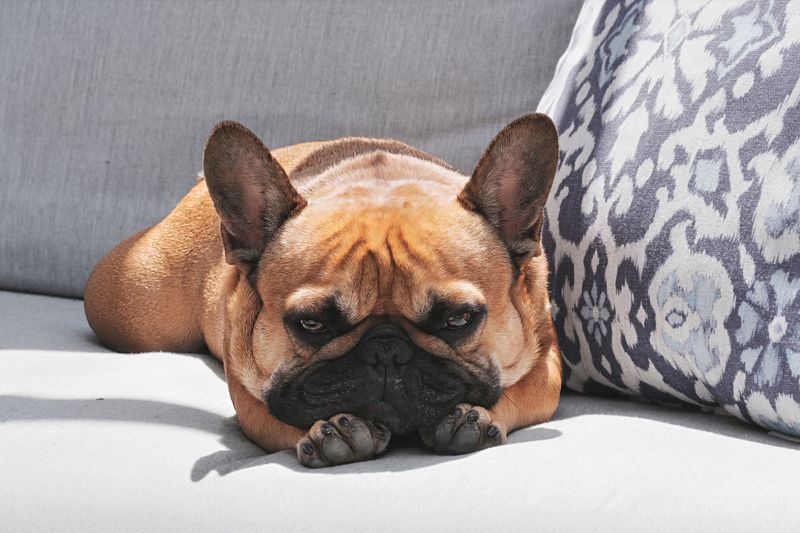Want a dog but barely have free time? These 12 breeds deserve a look - plus 2 that may be a poor match 6 French Bulldog: The Apartment Favorite