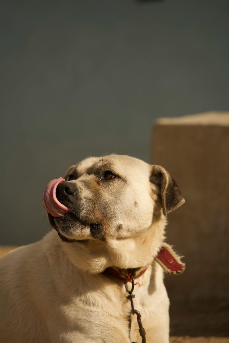 Trainability (more responsive vs more stubborn)