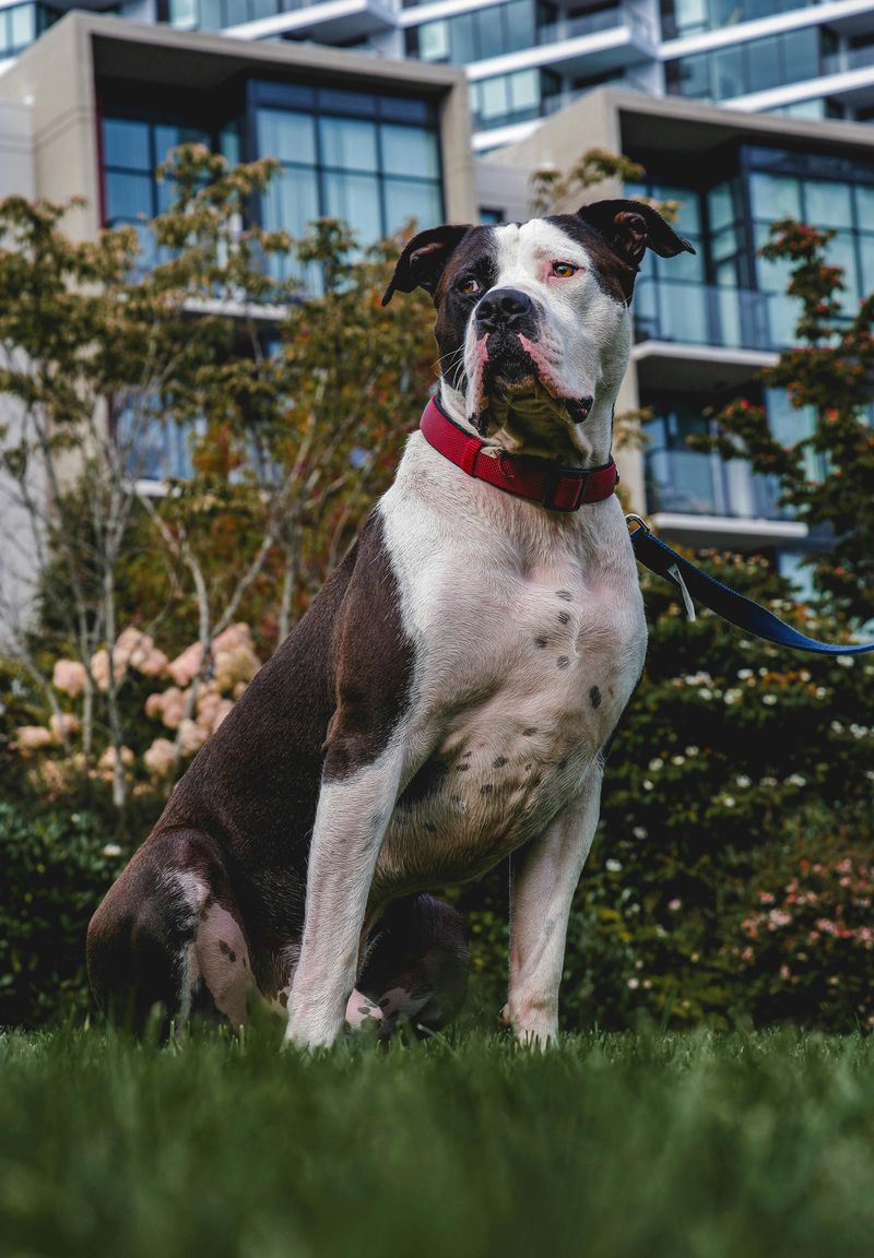 The “Breed Ban” Argument Won’t Die - 12 Breeds That Keep Getting Pulled Into Law Debates 2 American Bulldog