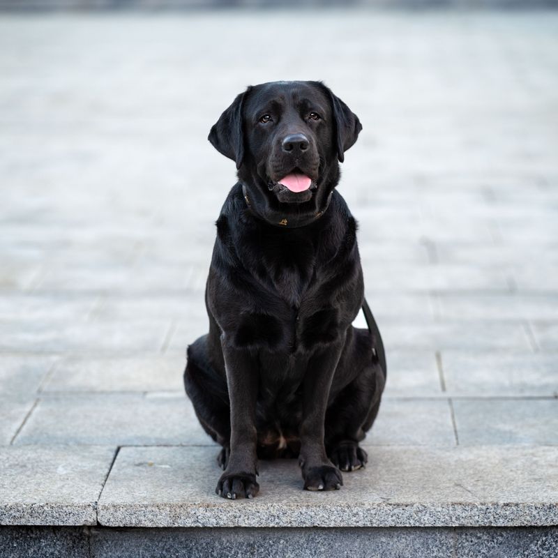 Think every dog naturally protects the house? These lovable breeds may greet the problem instead 3 Labrador Retriever