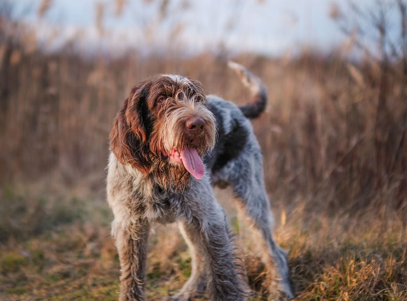 These hardworking dog breeds were built for more than casual exercise 9 Wirehaired Pointing Griffon