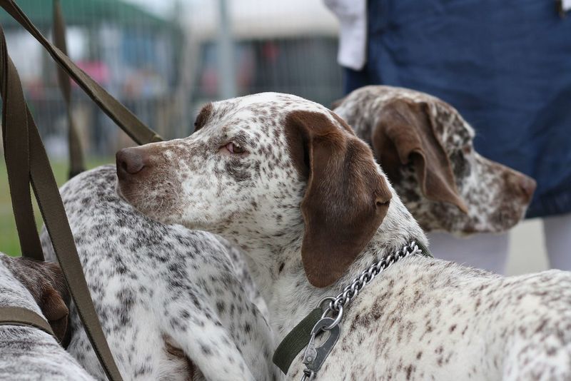 These 11 Dog Breeds Are Being Noticed for Their Natural Calm Presence 3 Braque du Bourbonnais