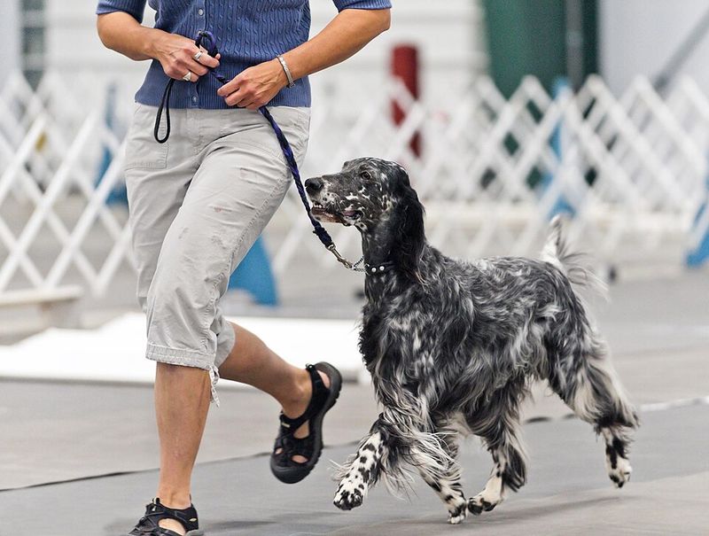 These once-familiar dog breeds have slipped from the spotlight without losing their devoted fans 10 English Setter