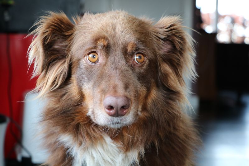 You don't have to say a word - These 15 dog breeds already know how you're feeling 7 Australian Shepherd