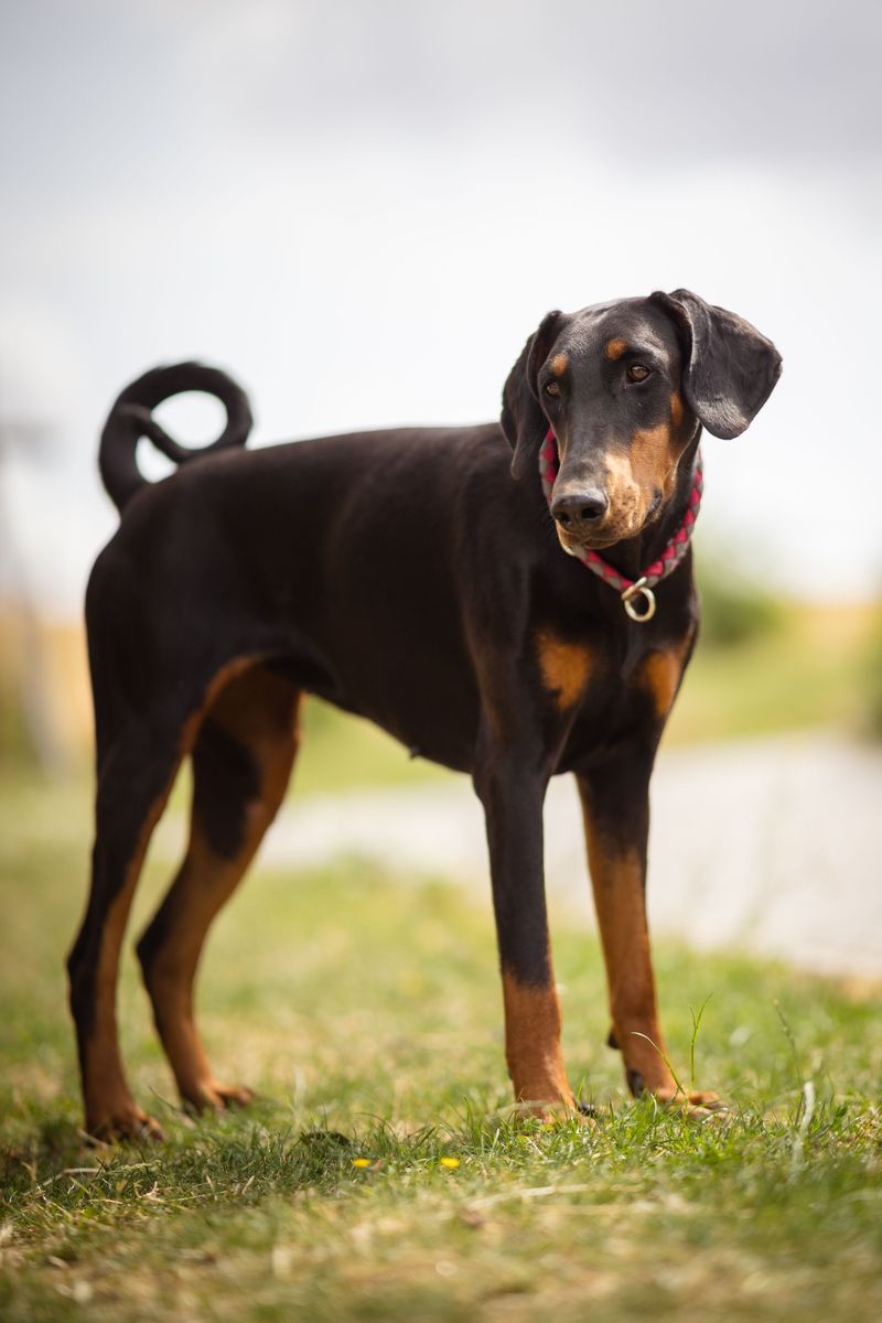 One experience with these 12 dog breeds is often enough to create a lifelong favorite - plus 2 that inspire remarkable loyalty 14 Doberman Pinscher