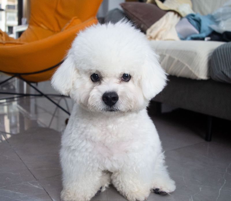 Bichon Frise - bubbly roommate with bounce